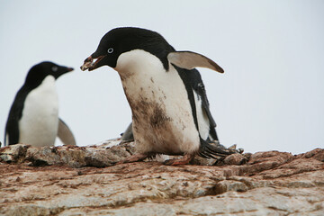 Adélie penguin carrying stones to its nest in Antarctic Peninsula.