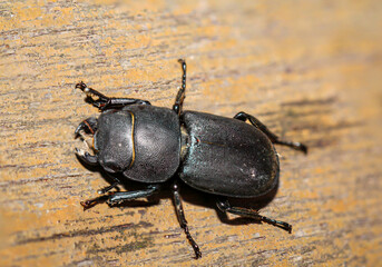 Nahaufnahme oder Portrait eines weiblichen Hirschkäfers.
