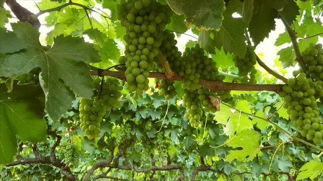 Close up of Unripe vine  grapes in a south italian vineyard
