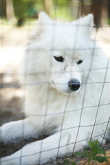 Obraz premium Caged unhappy white fluffy purebred samoyed dog in a zoo. Animal rights protection. Pets and puppies. 