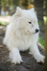 Obraz premium Caged unhappy white fluffy purebred samoyed dog in a zoo. Animal rights protection. Pets and puppies. 