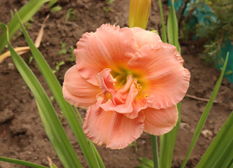 Luxury flower daylily Siloam Double Classic in the garden close-up. The daylily is a flowering...