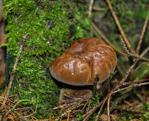 Nahaufnahme von einem Pilz der im Wald durch den Boden gestoßen ist.