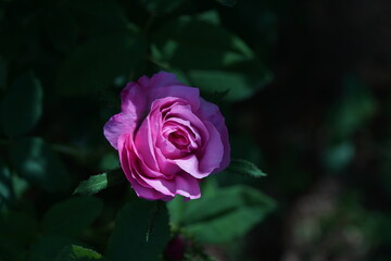 Pink Flower of Rose 'Salet' in Full Bloom
