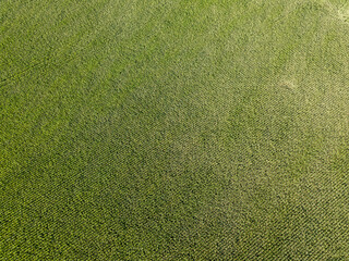 Green cornfield in Ukraine. Aerial drone view.