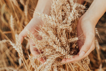 The girl holds wheat in her hands. Bread advertisement, fresh organic products. Fitness food made from grain bread