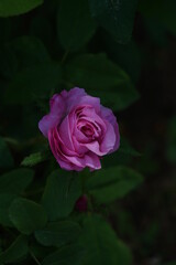 Pink Flower of Rose 'Salet' in Full Bloom
