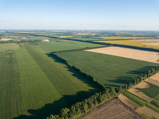 Green cornfield in Ukraine. Aerial drone view.