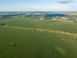 Naklejka premium Green cornfield in Ukraine. Aerial drone view.