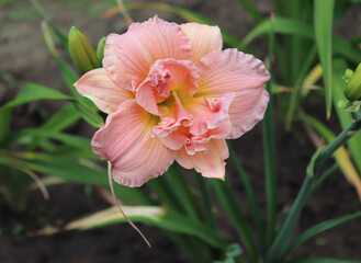 Luxury flower daylily Dancing With Pink in the garden close-up. The daylily is a flowering plant in the genus Hemerocallis. Edible flower. Daylilies are perennial plants. They only bloom for 24 hours.