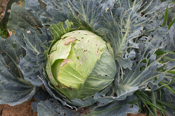Cabbage leaves eaten by slugs, parasite spoils the harvest.