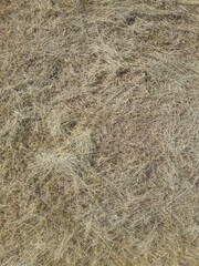 dry grass background