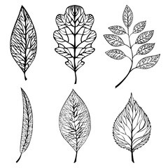 Collection of leaves. Vector set