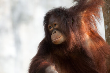 orangutan cute