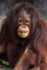 orangutan cute © apple2499