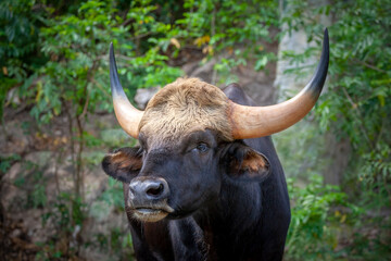 Naklejka premium Gaur, Indian bison