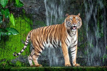 Fototapeta na wymiar Tiger action in the nature.