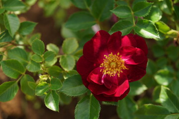 Red Flower of Rose 'Sangria Night' in Full Bloom
