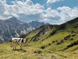 Kuh auf der Alm in den Alpen
