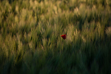 Red poppy growing in a cornfield, its red blossom standing out as a blur of color before the sun-lit corn.
