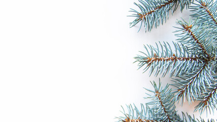 branches of a blue spruce on a white background. these trees grow throughout Europe.