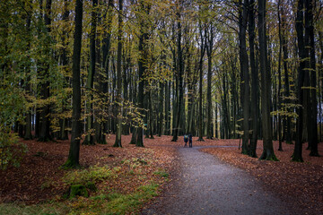 Two wanderers standing one a hiking trail in a beech forest looking at the huge trees on a wet day...