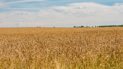 Naklejka premium Harvest season golden wheat field 