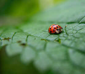 ladybug on green leaf, coccinellids are a family of coleopteran insects from the Cucujoidea superfamily.
