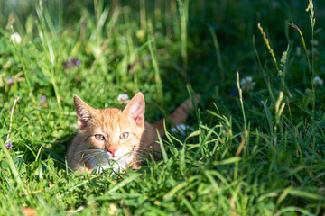 Naklejka na ściany i meble Junge Katze im Gras