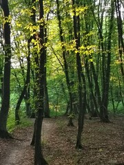 autumn forest in the morning