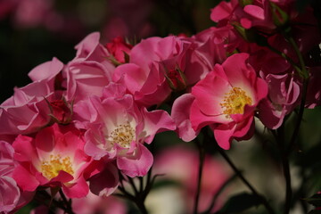 Light Pink and White Flower of Rose 'Sarasa' in Full Bloom
