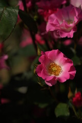 Light Pink and White Flower of Rose 'Sarasa' in Full Bloom
