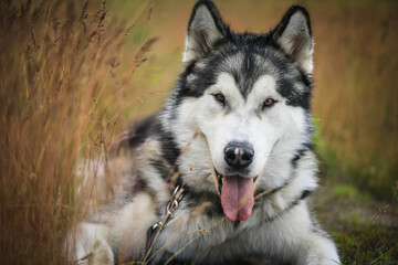 alaskan malamute portrait