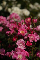 Light Pink and White Flower of Rose 'Sarasa' in Full Bloom
