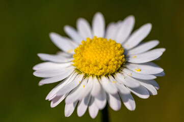 Close-up of a single daisy in sunlight. Several small pollen are scattered on the petals.