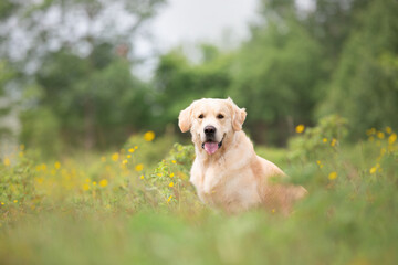 Cute golden retriever dog sitting in the green grass and flowers background.