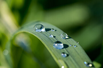 Closeup of dewdrops on a blade of grass, sun rays breaking in the droplets