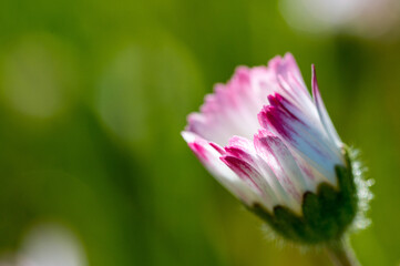 Close-up photo of a daisy whose blossom has not quite opened and is still pink at the ends.