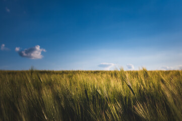 Corn field with grain spikes and a blue sky with few white clouds on a sunny summer day