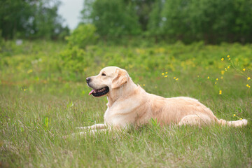 Cute golden retriever dog lying in the green grass and flowers background.