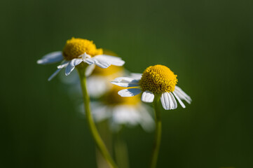 Close-up of several daisys standing in the sun before a green, blurry background.