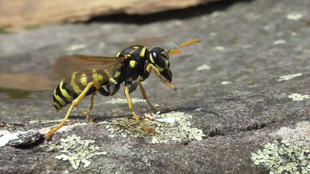 Heide-Feldwespe (Polistes nimpha)