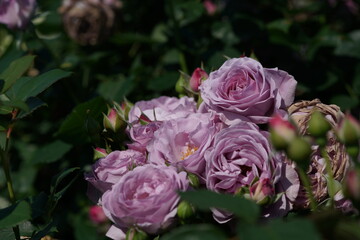 Light Purple Flower of Rose 'Shinoburedo' in Full Bloom
