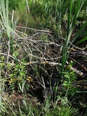 Sawn tree trunk. The wood was cut into stumps in the forest. Firewood from the sawed pine trees lie on the ground.