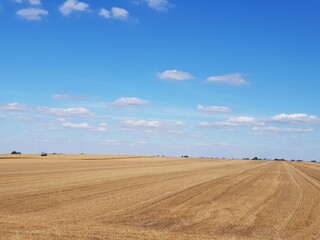 Fototapeta premium field of wheat