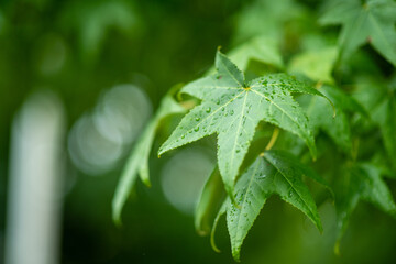 green leaf with dew