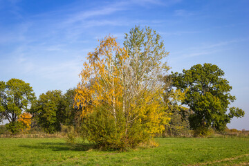 Autumnally coloured leaves and trees on a meadow.