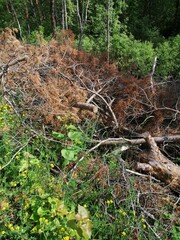 Sawn tree trunk. The wood was cut into stumps in the forest. Firewood from the sawed pine trees lie on the ground.