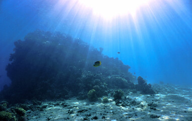 Obraz premium underwater scene with coral reef and sunlight