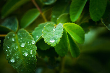 Fresh green leaves with water drops in the garden. Selective focus. Shallow depth of field.